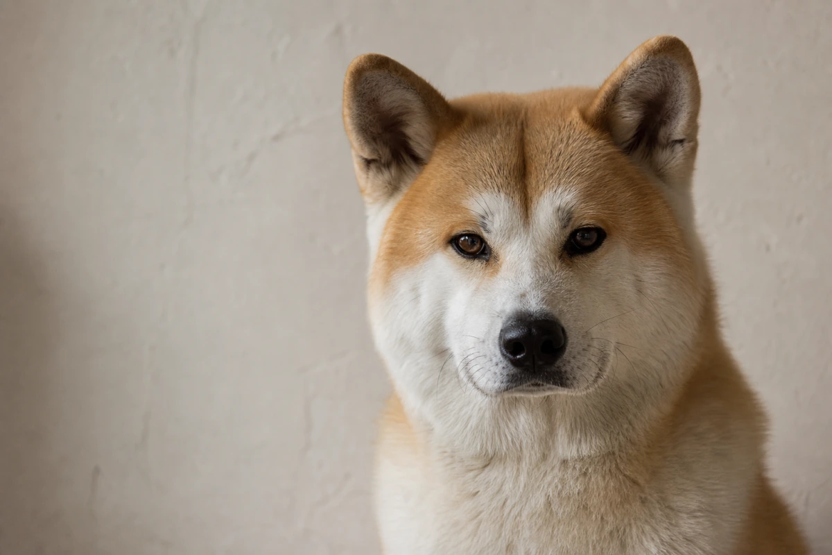 Portrait rapproché d'un Akita Inu à la robe fauve et blanche, regard calme et digne.