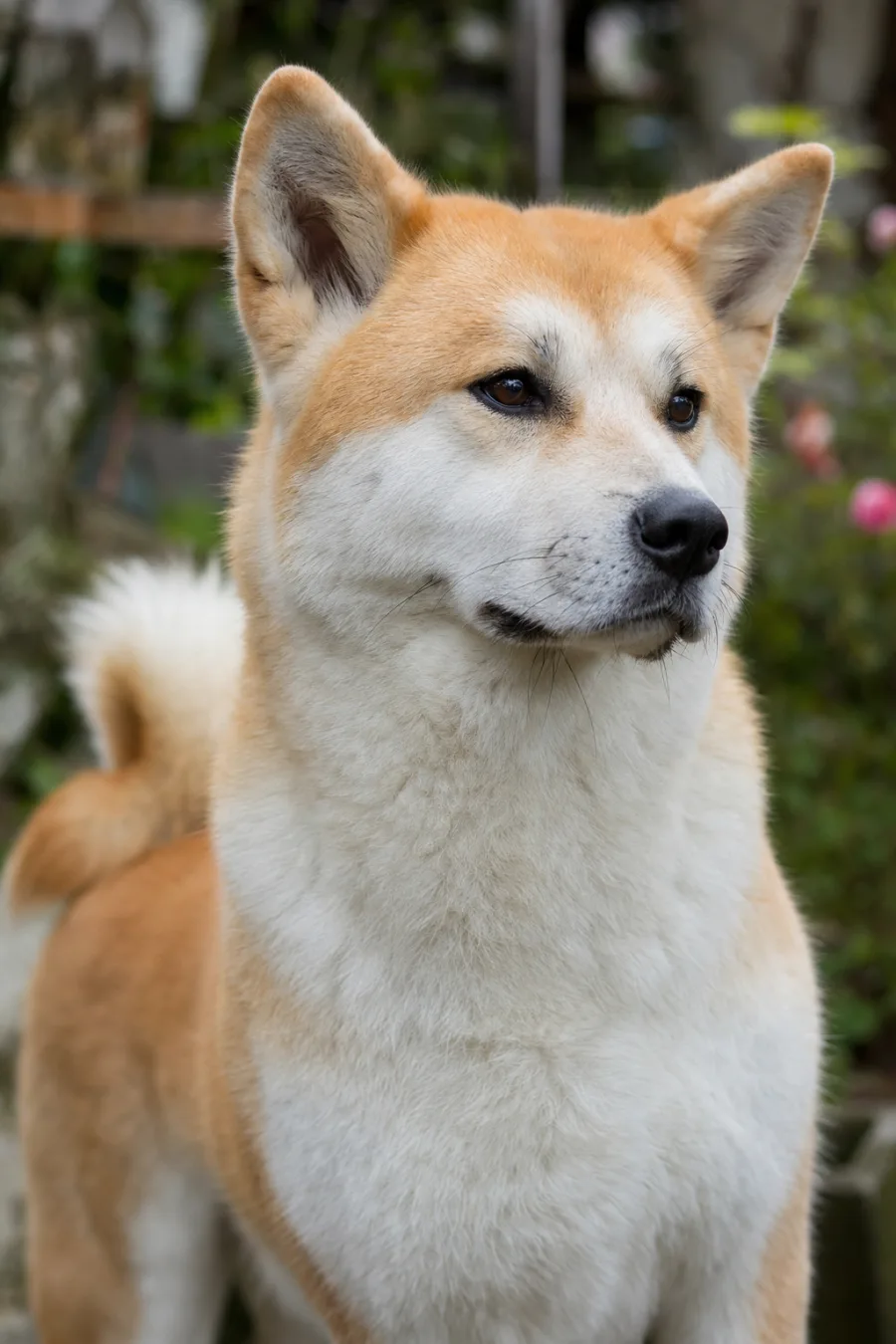 Mona-Lisa du Domaine des Sakura, femelle Akita Inu à la robe fauve claire, portrait rapproché.