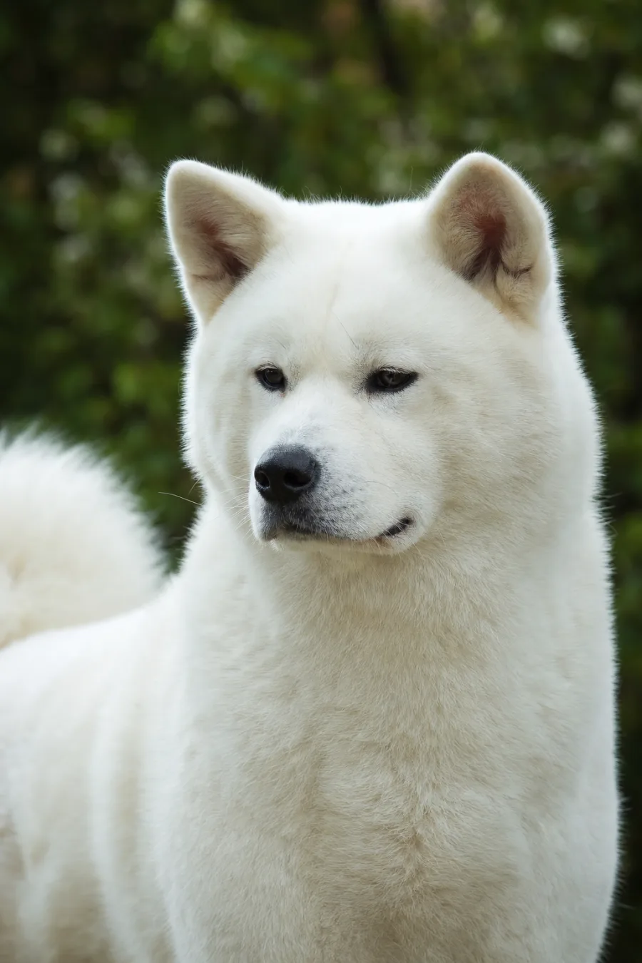 Rox-Ann-Go du Mont Sacré, femelle Akita Inu à la robe blanche, portrait rapproché.