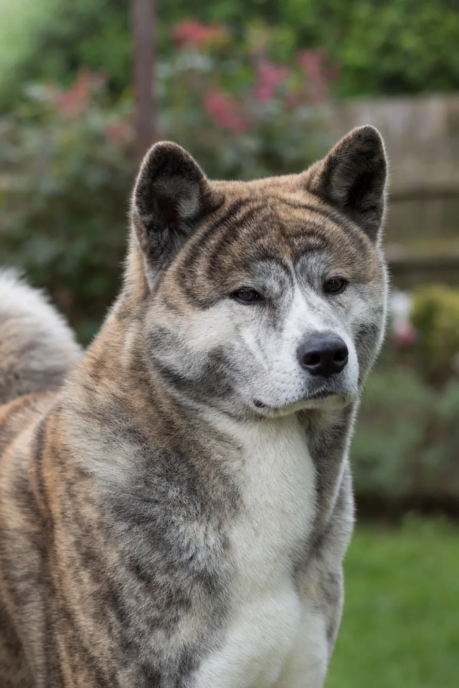 Sara No Aimi Go Shun'You Kensha, femelle Akita Inu à la robe bringée, portrait rapproché.