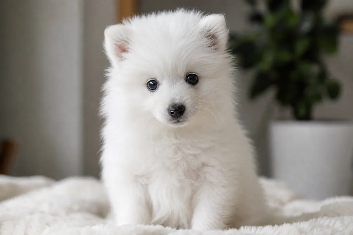 Chiot Spitz Japonais au poil blanc pur, assis sur un plaid moelleux.
