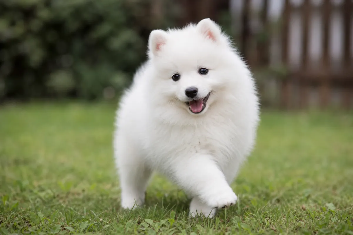 Chiot Spitz Japonais au poil blanc pur, courant joyeusement sur la pelouse.