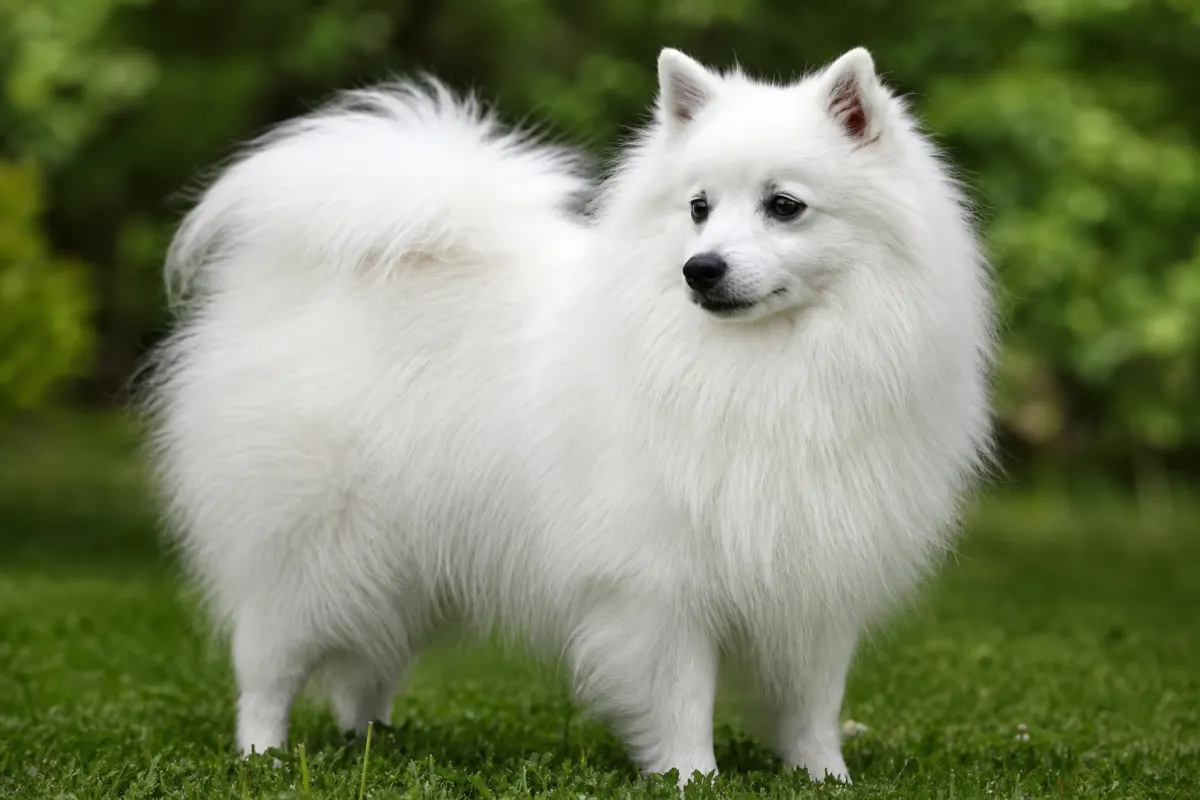 Spitz Japonais adulte debout sur l'herbe, montrant l'épaisseur et la blancheur pure de son double poil.